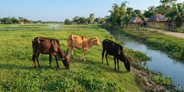 হাড্ডিসার গরু পালন